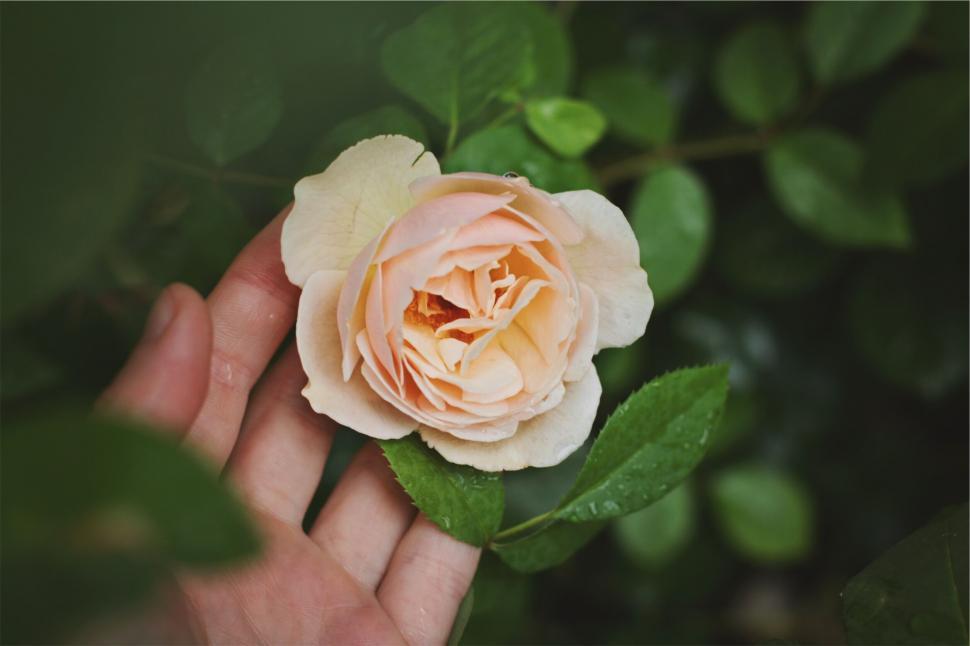 Free Image of Hand holding a delicate pink rose bloom 