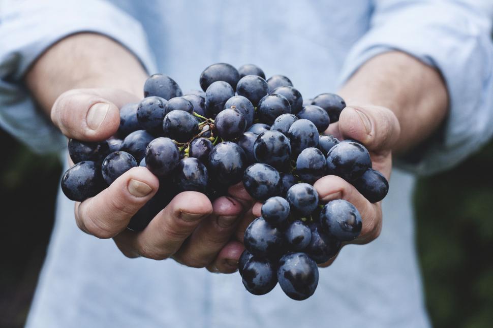 Free Image of Fresh grapes bunch held by a person 