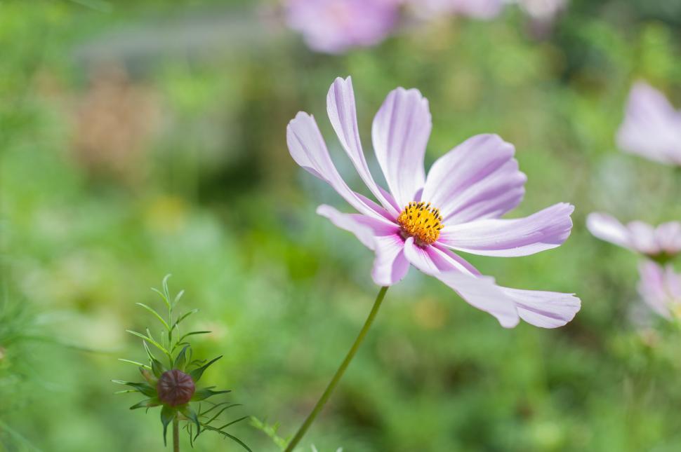 Free Image of Close-up of Light Pink Cosmos Flower 
