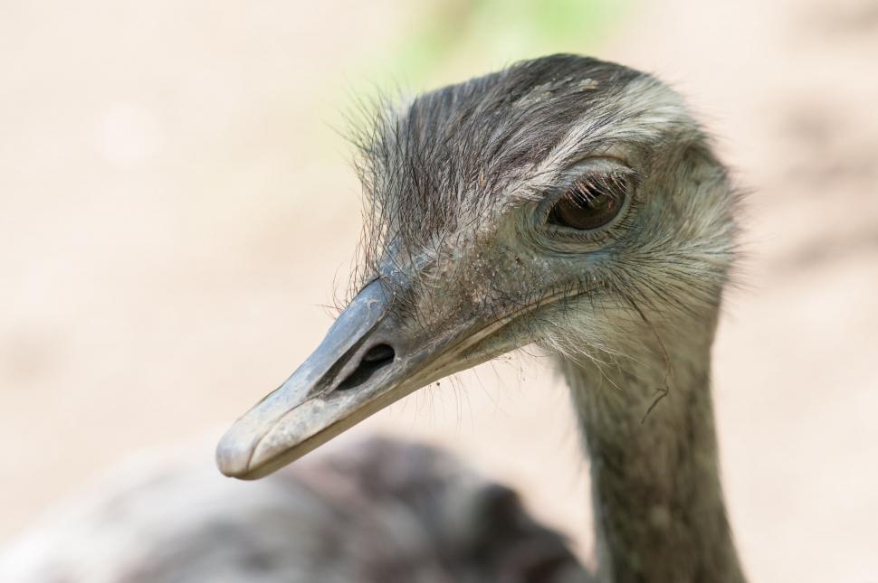 Free Image of Close-up of an emu s head and beak 