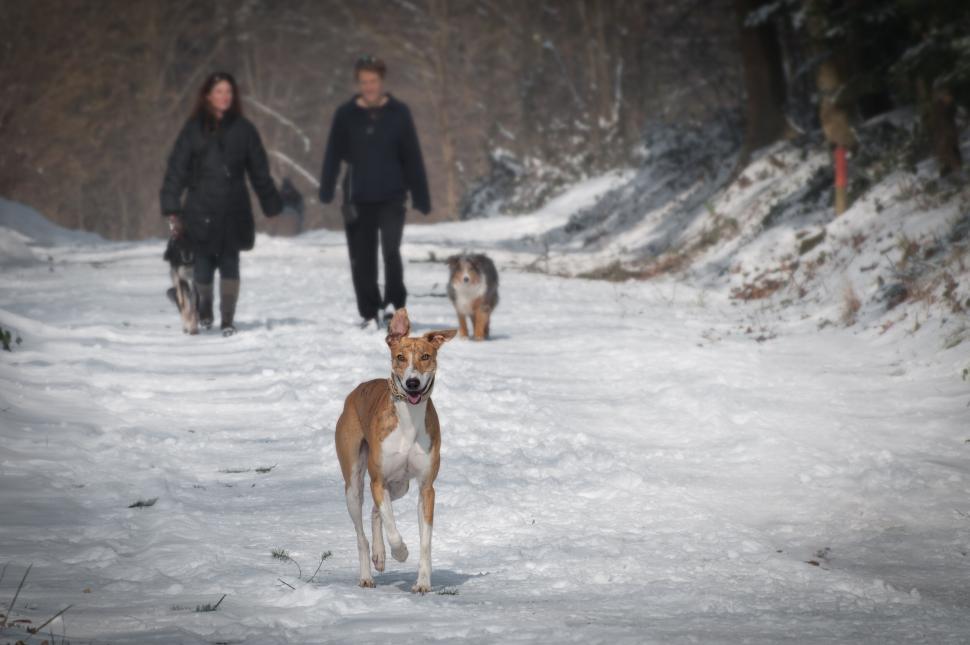 Free Image of Dog running towards camera on snowy path 