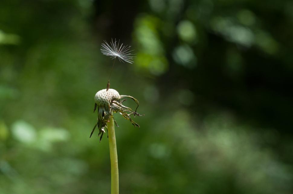 Free Image of Last dandelion seed on stem with natural backdrop 