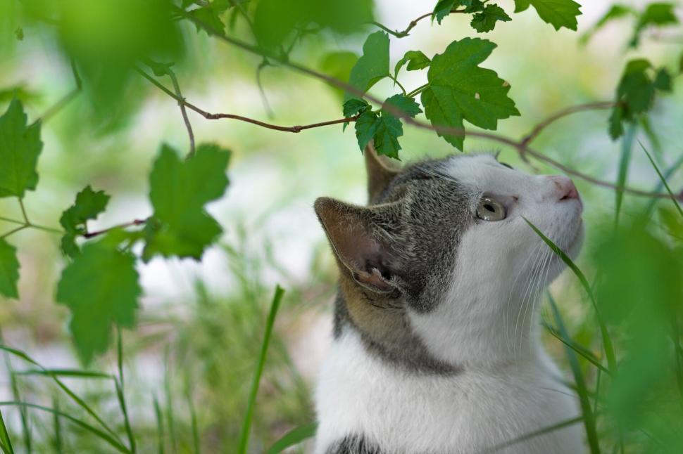 Free Image of Cat looking through green leaves 