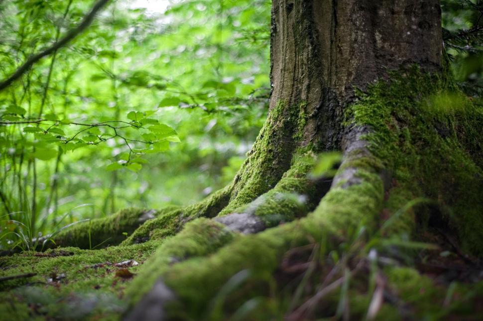 Free Image of Moss-covered tree roots in a lush forest 