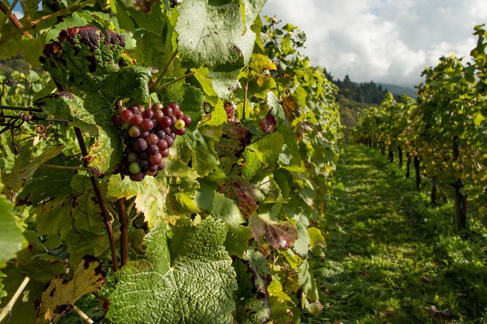 Free Image of Grapes ready for harvest in a vineyard 