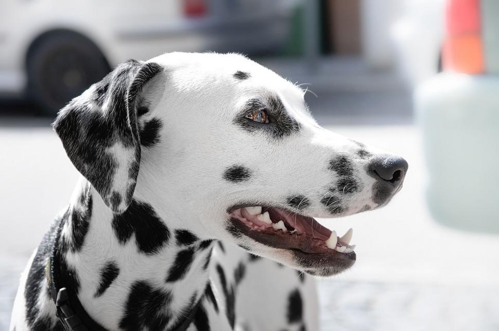Free Image of Portrait of a happy Dalmatian dog smiling 