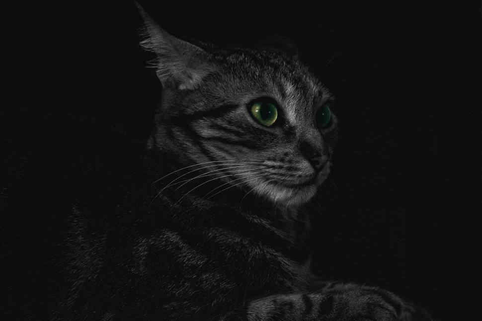 Free Image of Black cat with striking green eyes 