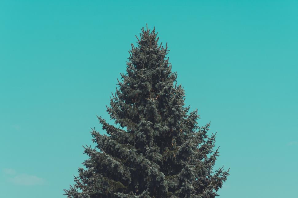 Free Image of Tall evergreen tree against blue sky 
