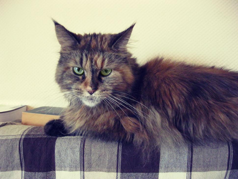 Free Image of Maine Coon cat lounging on fabric 