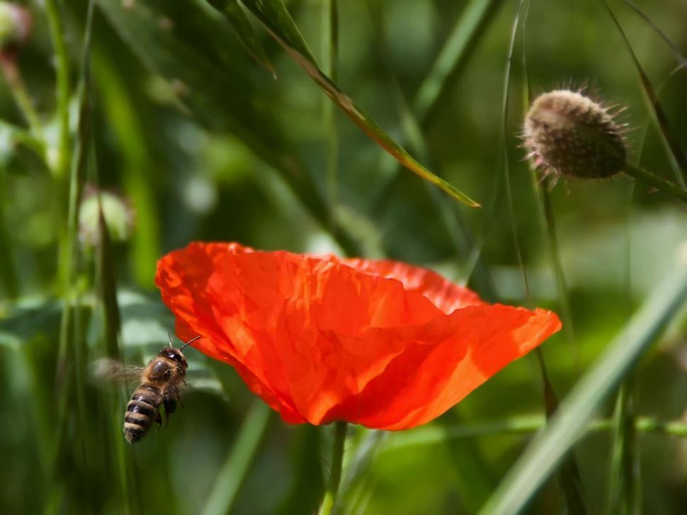 Free Image of Bee approaching a bright red poppy flower 