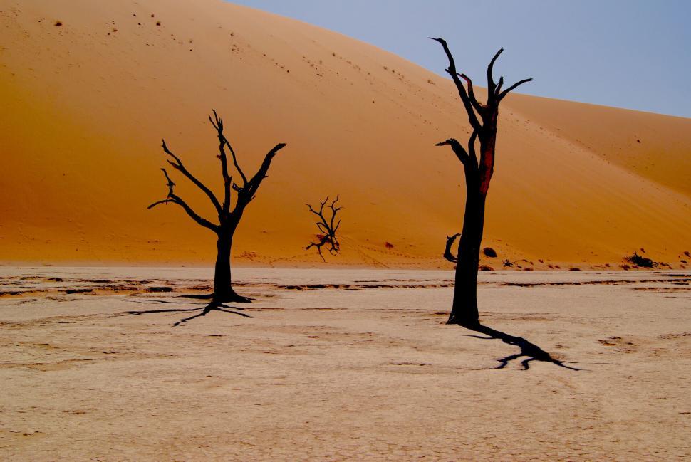 Free Image of Dead trees against desert dune backdrop 
