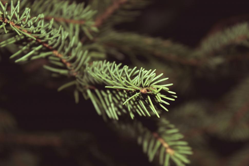Free Image of Evergreen pine needles with soft light 