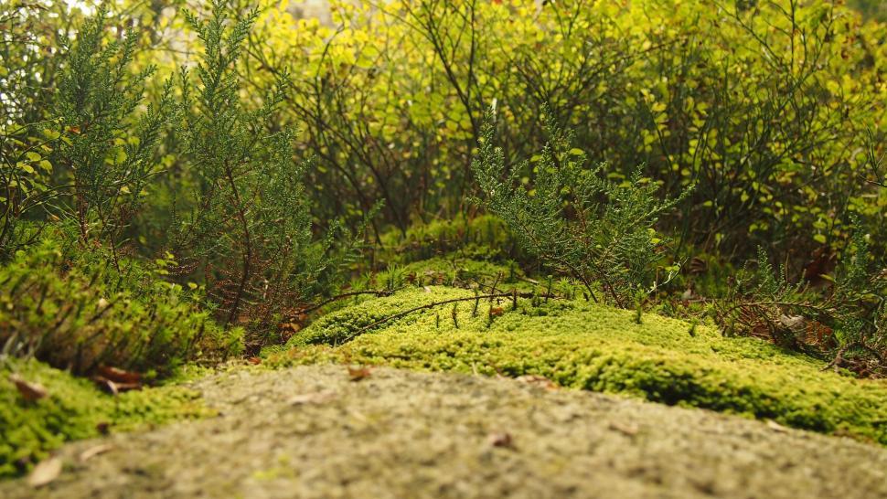 Free Image of Forest floor covered in vibrant green moss 