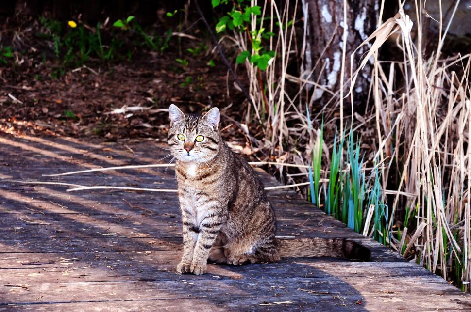 Free Image of Tabby cat sitting on a wooden path 