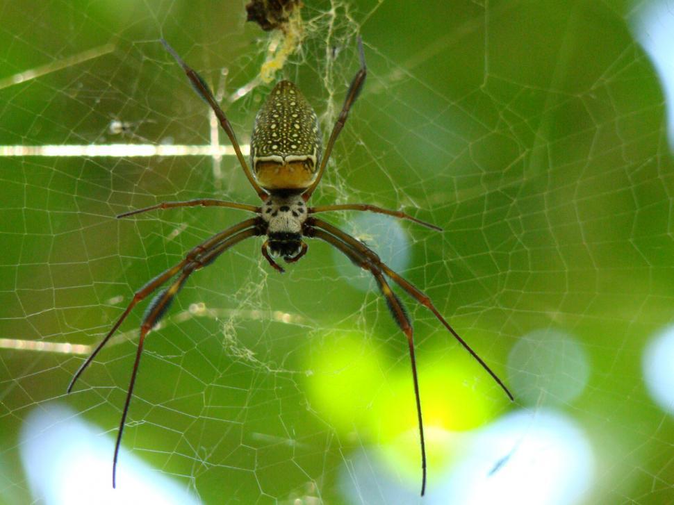 Free Image of Spider 