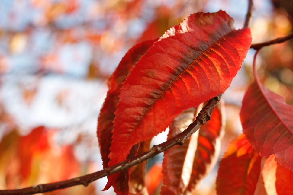 Free Image of Autumnal red leaves with bokeh background 