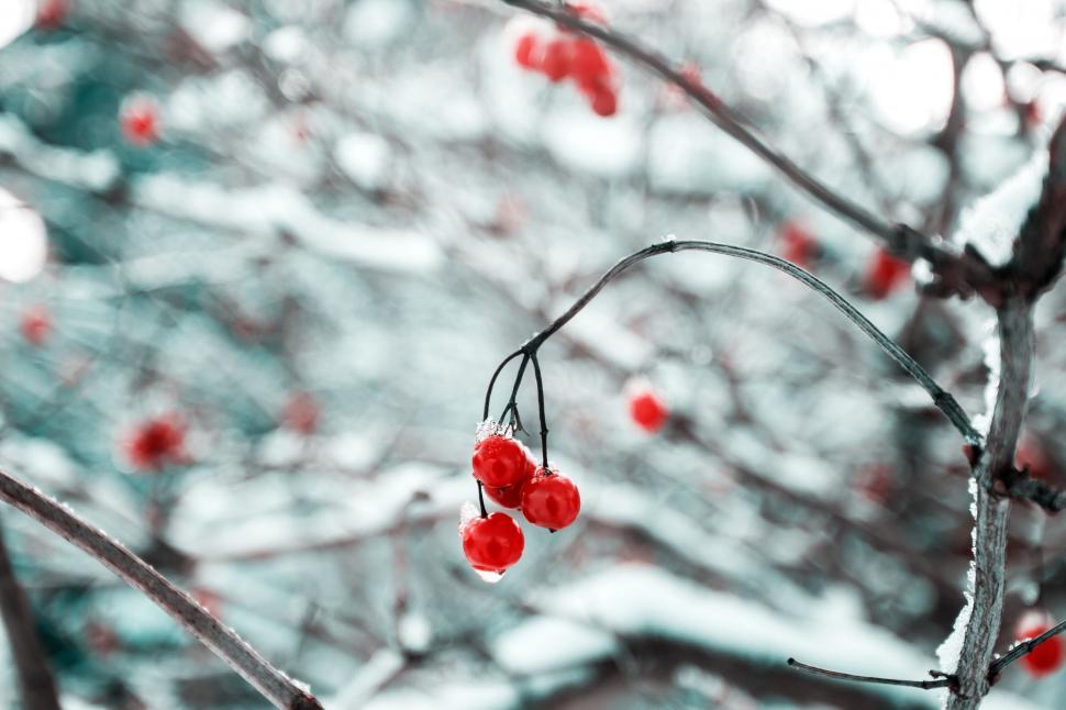 Free Image of Vibrant red berries frosted by winter 