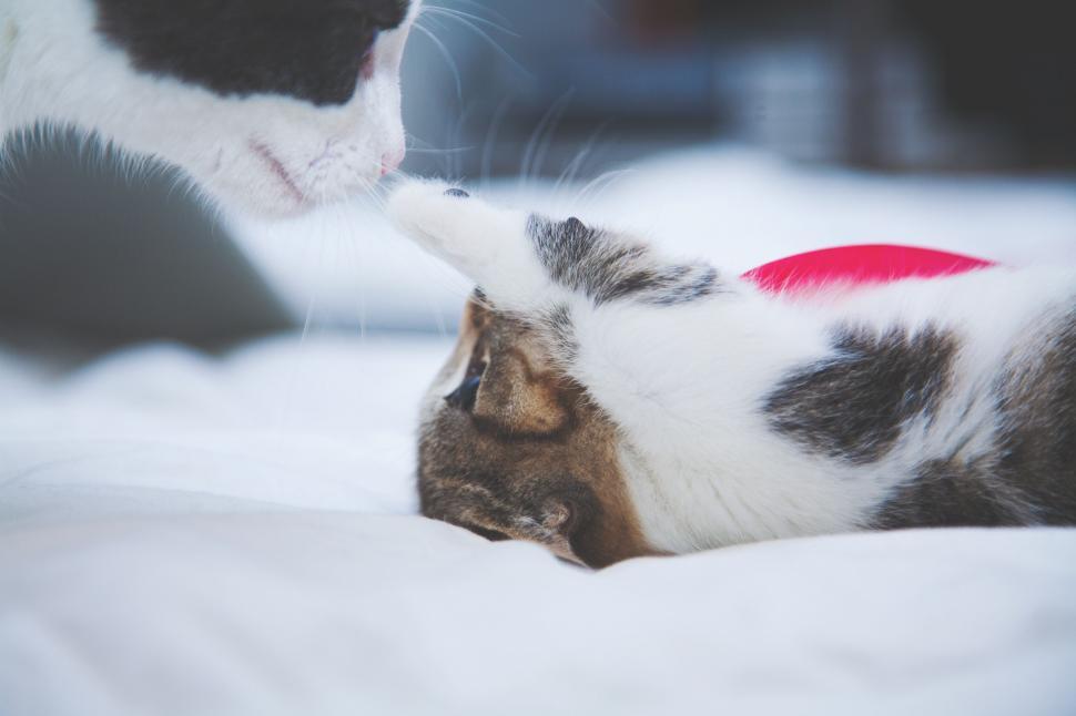 Free Image of Two cats playing on a cozy bed 