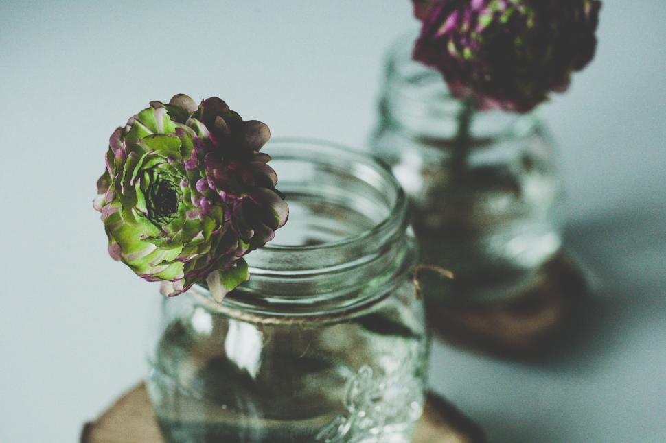 Free Image of Artistic shot of succulents in glass jars 
