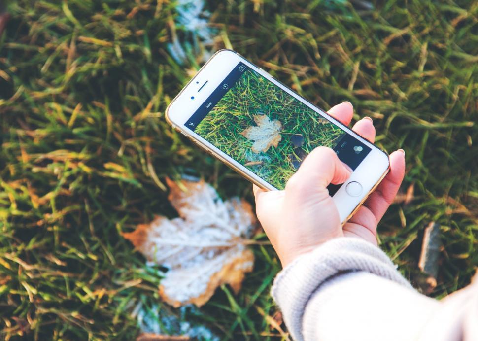 Free Image of Hand holding smartphone capturing autumn leaf 