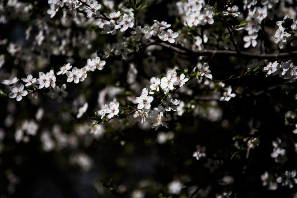 Free Image of White cherry blossoms in dark natural setting 