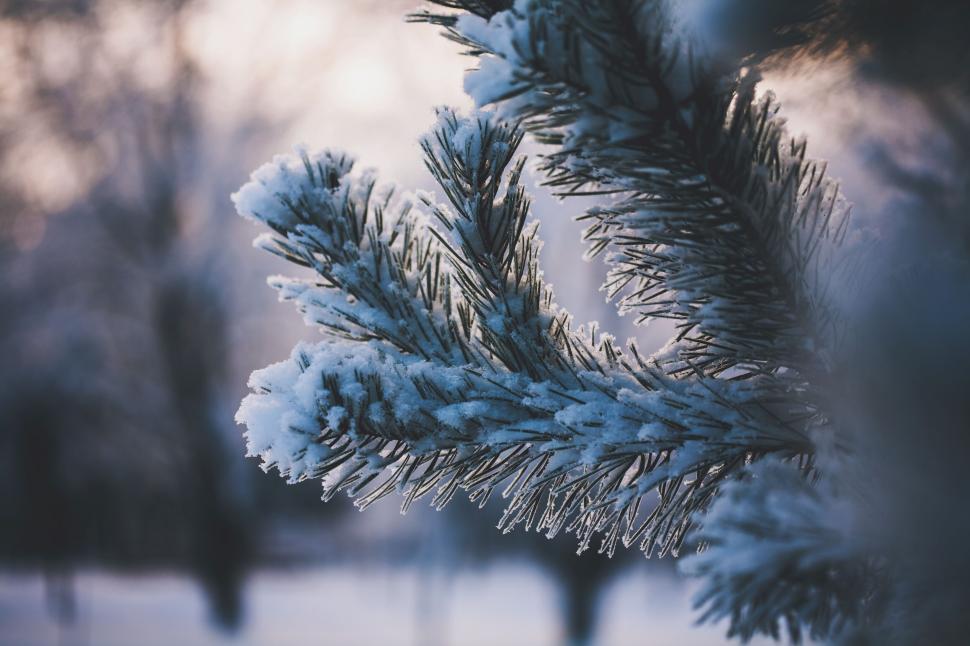 Free Image of Snow-covered pine branch in sunlight 