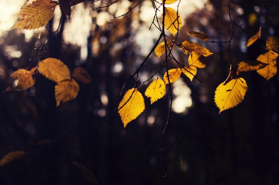 Free Image of Backlit yellow leaves on branch 