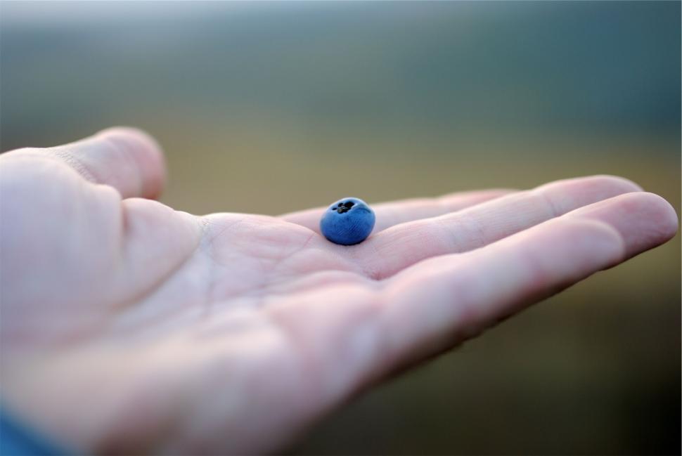 Free Image of Single blueberry resting on a palm 