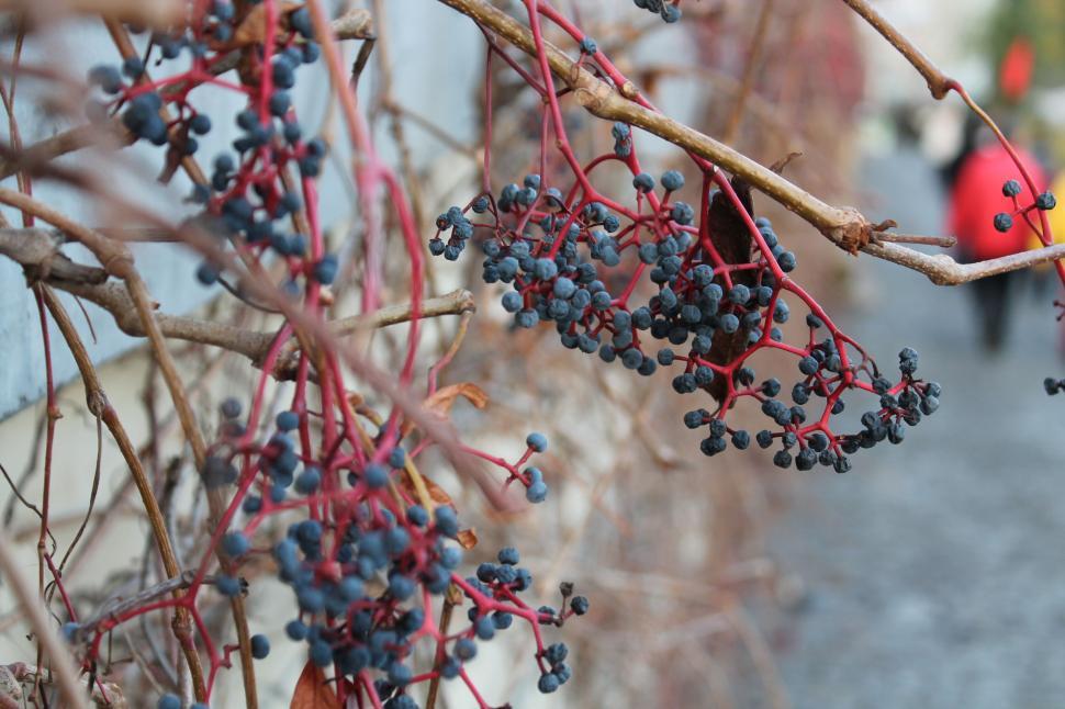 Free Image of Close-up of wild berries on bare branches 