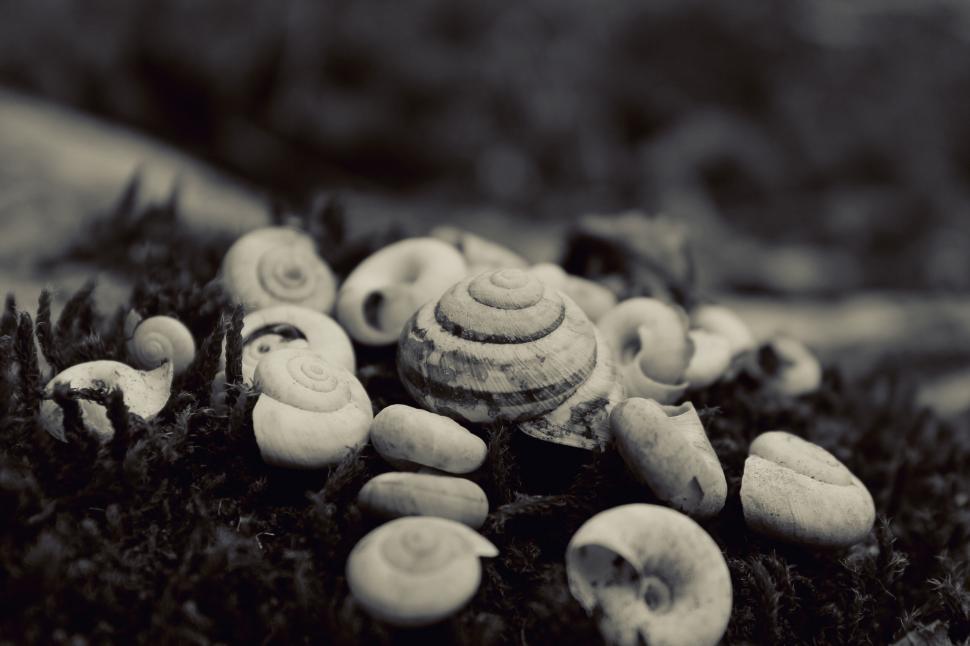 Free Image of Monochrome image of snail shells on moss 