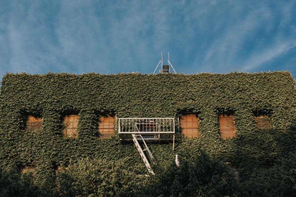 Free Image of Building covered with green ivy 