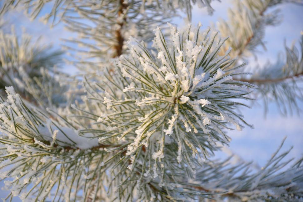 Free Image of Close-up of snowy pine branches in winter 