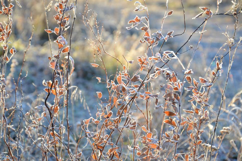 Free Image of Frost-covered autumn plants in the golden hour 