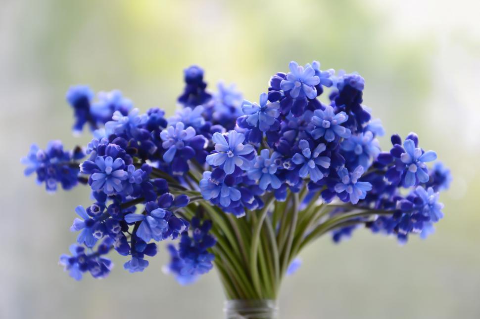 Free Image of Bouquet of blue muscari flowers in a vase 