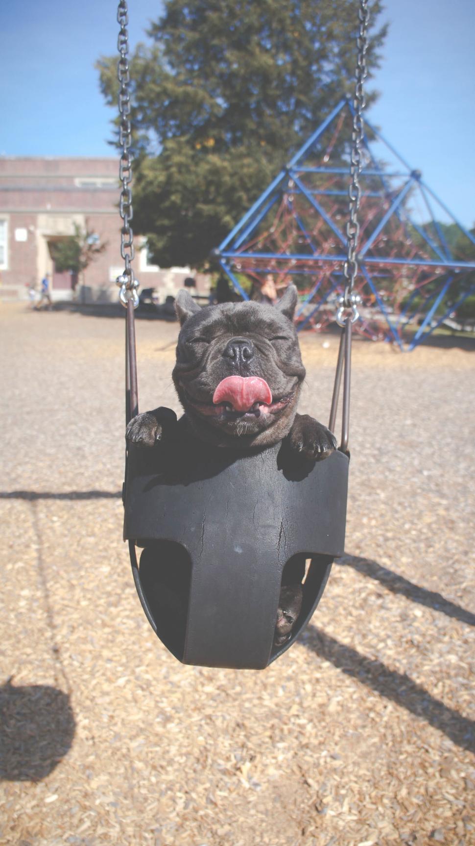 Free Image of French Bulldog swinging on a playground swing 