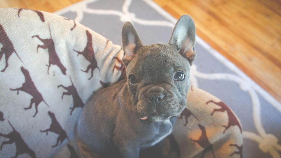 Free Image of Close-up of a French Bulldog puppy indoors 