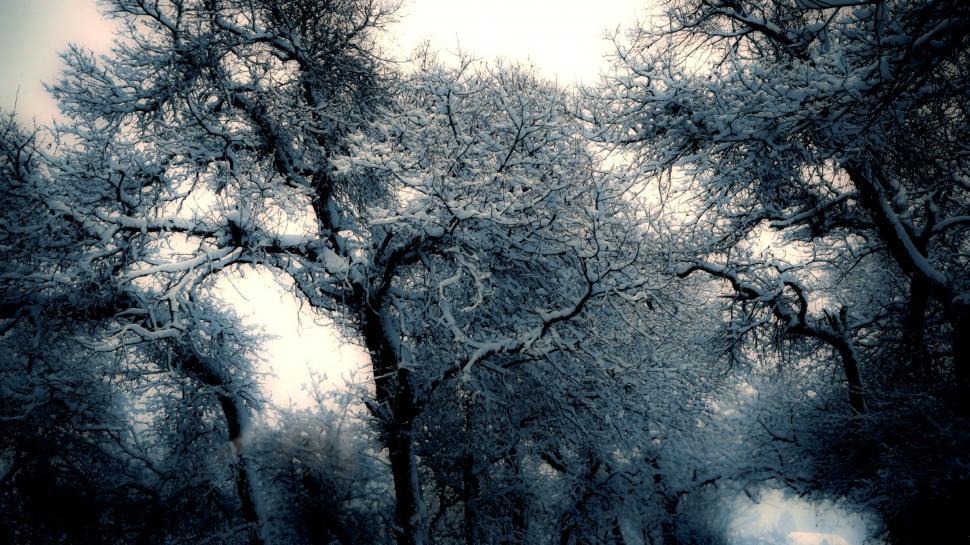 Free Image of Enchanted snowy forest scene in twilight 
