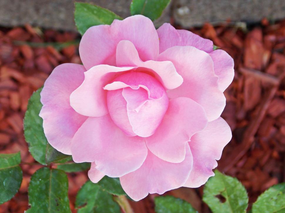 Free Image of Close-up of a delicate pink rose bloom 