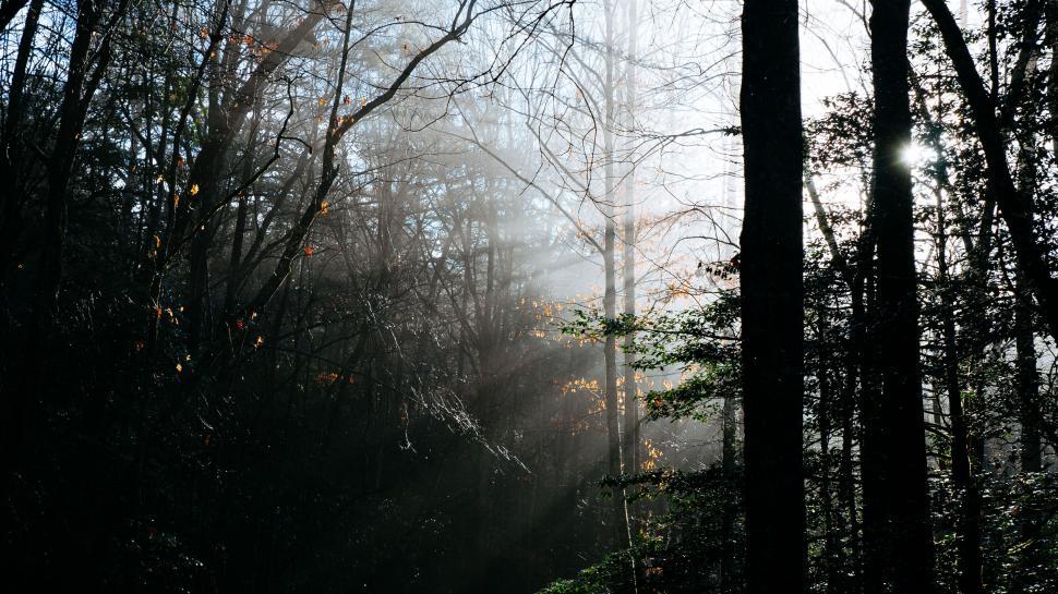Free Image of Forest with rays of sunlight piercing fog 