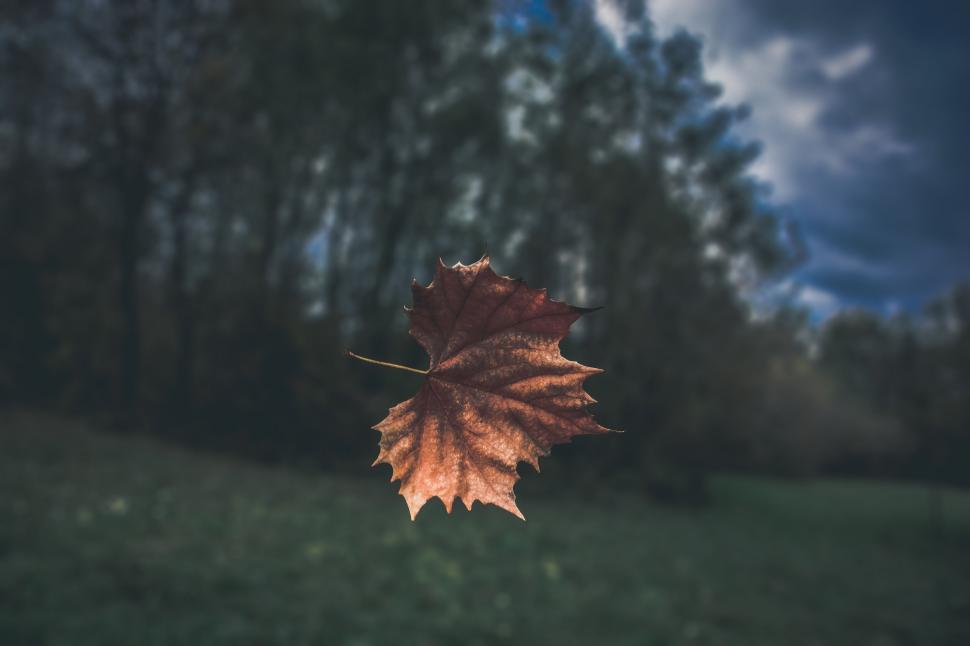 Free Image of Floating autumn leaf in a dark setting 