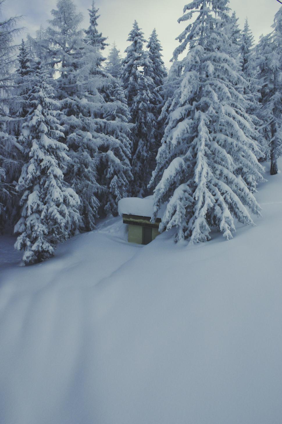 Free Image of Snow-covered trees and a hut in a winter wonderland 