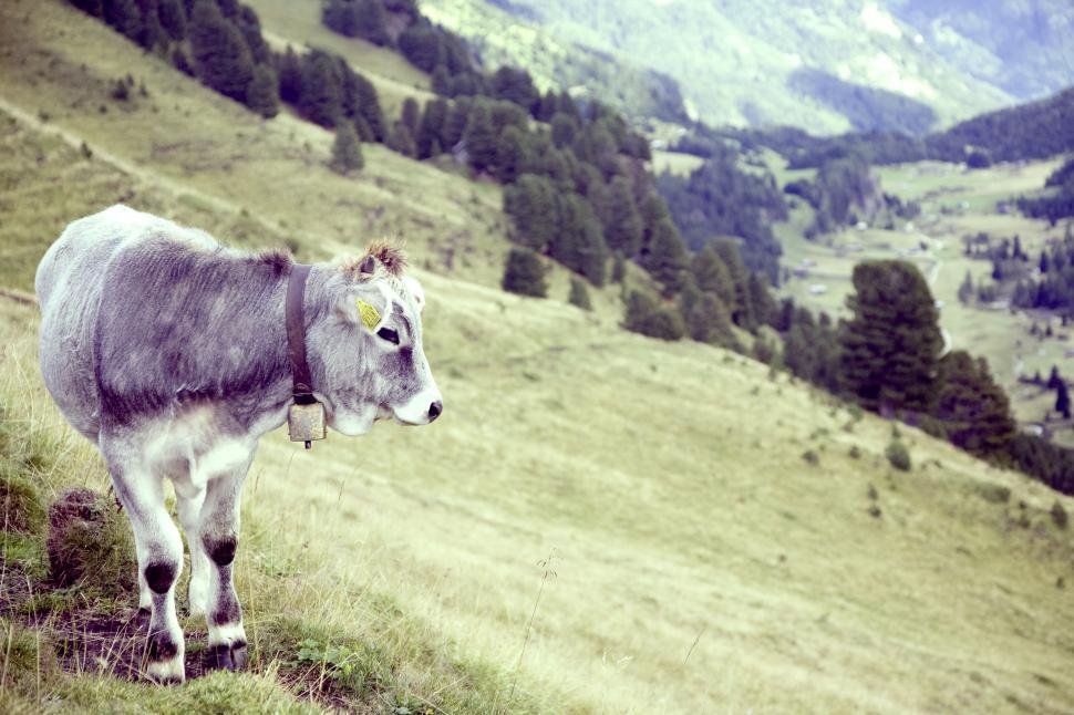 Free Image of Cow grazing peacefully on alpine meadow 