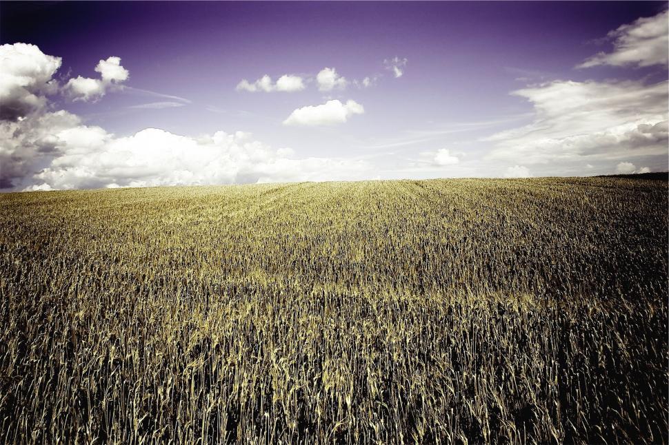 Free Image of Expansive golden wheat field under a vivid sky 