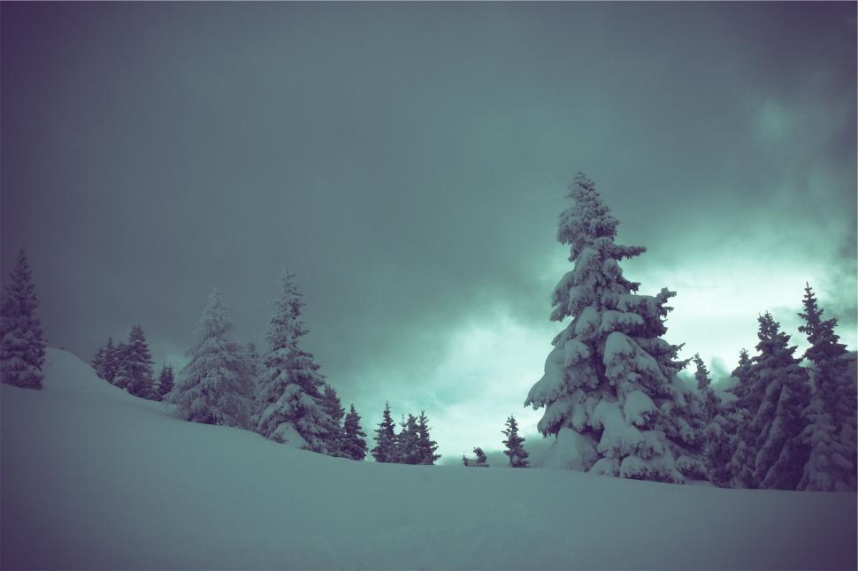 Free Image of Snow-covered trees in a wintery forest landscape 