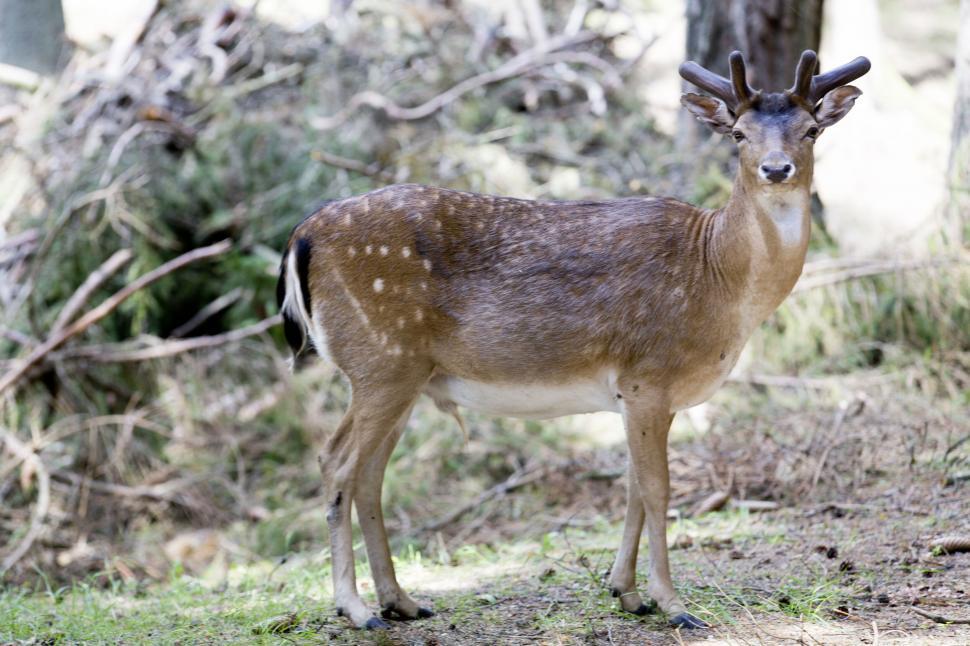 Free Image of Male deer standing in a natural habitat 