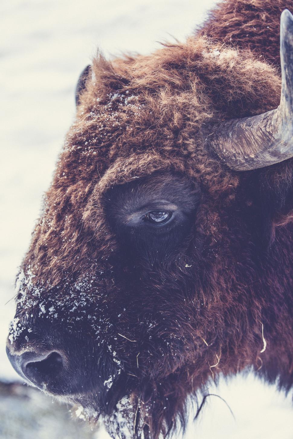 Free Image of Close-up of a majestic bison in snowy weather 