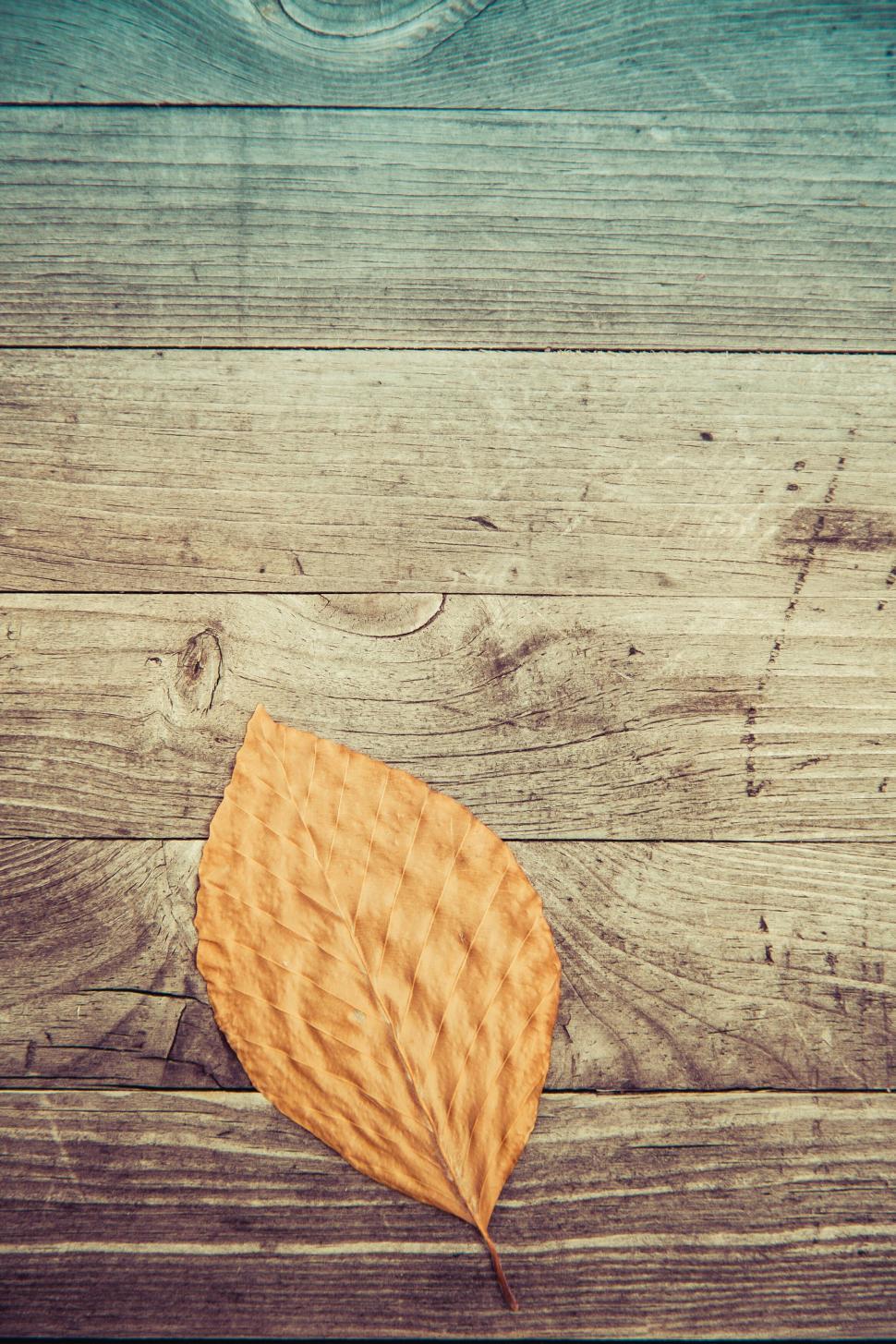 Free Image of Dry autumn leaf on weathered wooden background 