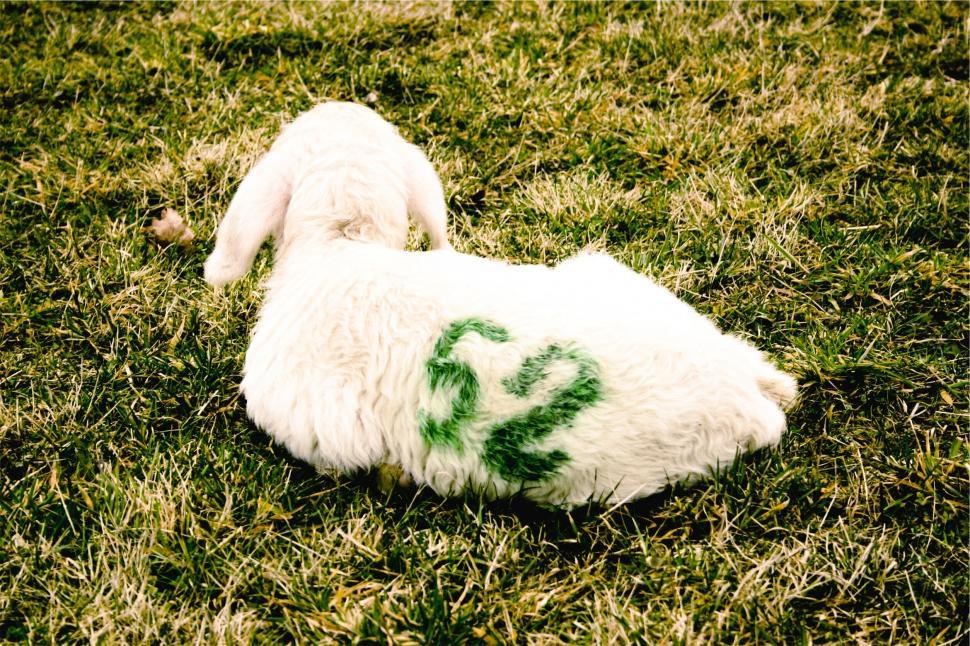 Free Image of White dog with a green peace sign on its back 