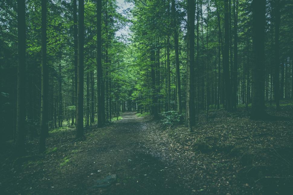 Free Image of Serene forest pathway surrounded by trees 