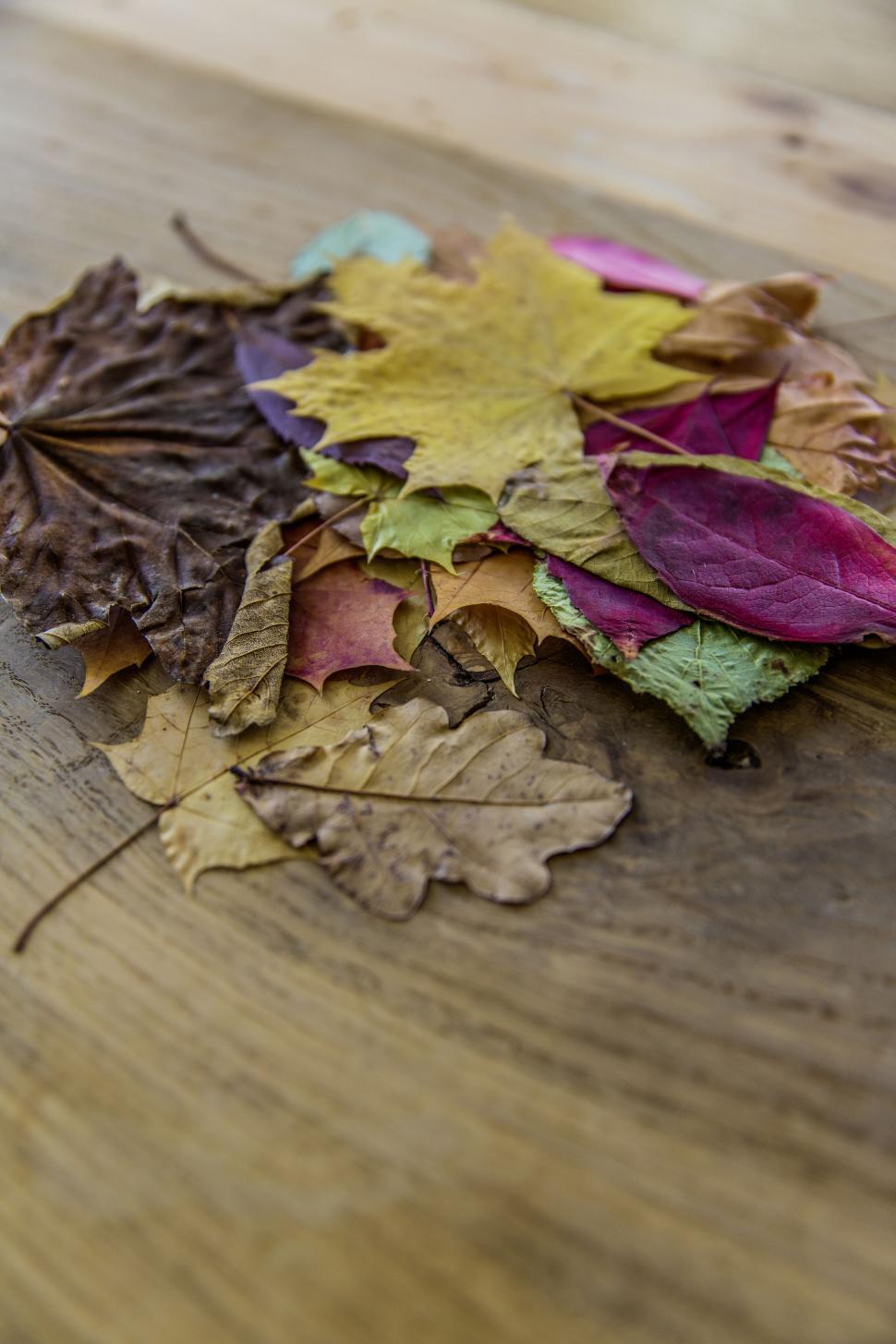 Free Image of Colorful autumn leaves on wooden surface 